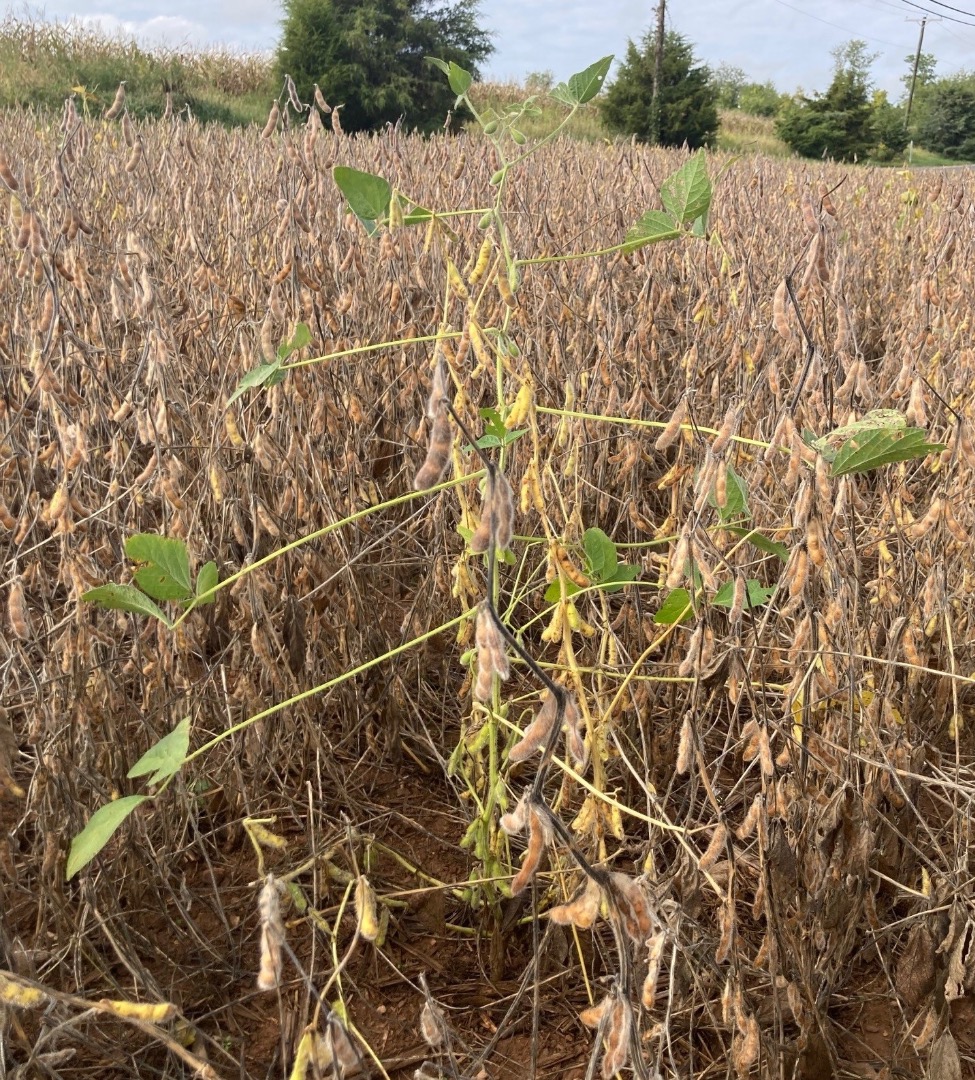 /ARSUserFiles/5433/solitary inside field SbDV-Y like plant2023.jpg